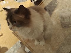 -米乐乖乖猫咪咖啡馆·猫咖(深圳湾后海汇店)