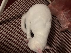 -灵美宠物诊所