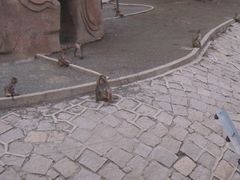 -哈尔滨北方森林动物园