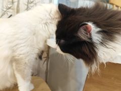 -楼上猫咖(罗湖店)
