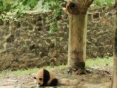 -都江堰中华大熊猫苑