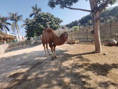 -泉州海丝野生动物世界