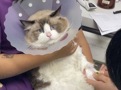 -达爱动物医院·犬猫分区·CT·复杂眼科(远洋山水分院)