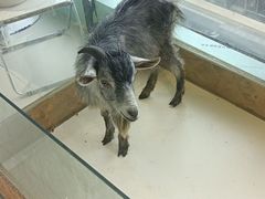 -怪兽屋·羊驼·猫咖·狗咖(俊华广场店)