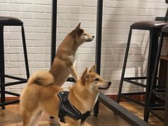 -喵屋coffee
