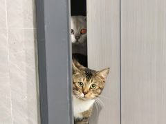 -凯特喵百思猫专科医院