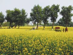 -长白岛森林公园