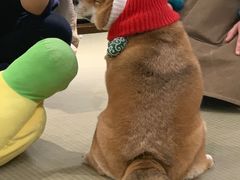 -逗柴咖啡屋·狗咖猫咖宠物桌游
