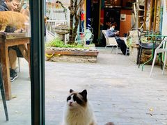 -喵屿·大理花园猫咖