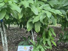 -中国科学院西双版纳热带植物园