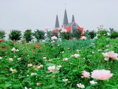 -鹅湖玫瑰文化园
