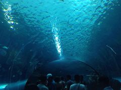 -悉尼海洋生物水族馆