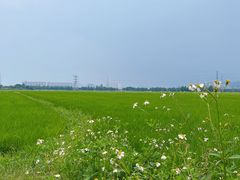 -崖口云吞(中堡店)