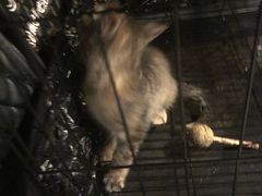 -A猫a狗全科·犬猫异宠·芥西宠物医院(南开总院)