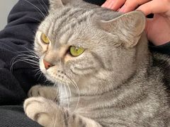 -猫儿山۰猫主题餐厅