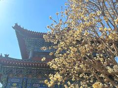 -护国法轮寺