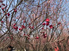 -蜀冈西峰生态公园