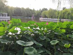 -丰台花园
