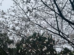 -高东镇樱花园