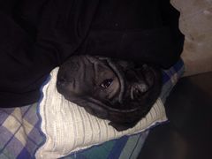 北京康乐宝动物医院-康乐宝动物医院