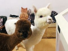 -猫色咖啡·猫咖