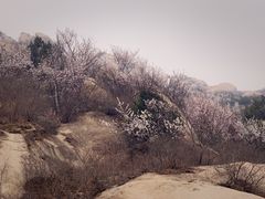 -北京凤凰岭