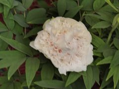-洛阳市隋唐城遗址植物园
