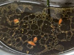 -川渔居—鱼火锅(八方汇店)