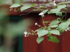 -北京鲁迅博物馆(北京新文化运动纪念馆鲁博馆区)