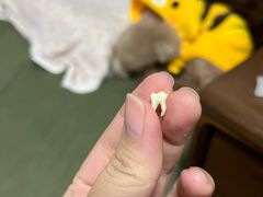 -芭比堂动物医院广州顽皮分院