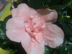 -中环花鸟鱼虫市场