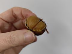 -高记福桂桂花糖炒栗(鼓楼店)