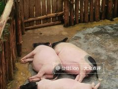 -泉州海丝野生动物世界