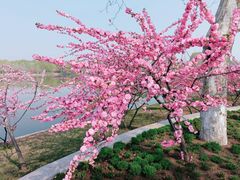 -石家庄市植物园