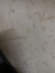 -依格宝IL COLPO明星店