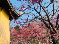 -红梅公园