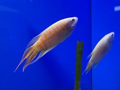 -上海海洋水族馆