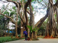 -瑞丽独树成林风景区