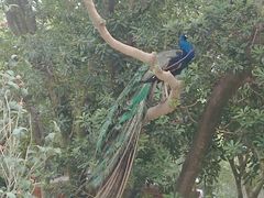 -泉州海丝野生动物世界