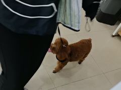 -瑞鹏·疫苗·绝育·宠物医院(金沙洲店)