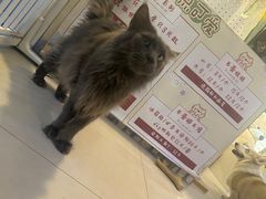 -平行世界·猫咖(首经贸店)