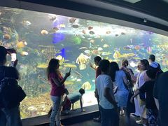 -瑞普利水族馆