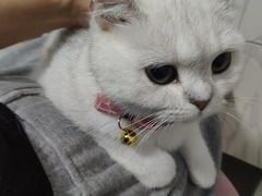 -艾贝尔宠物诊疗