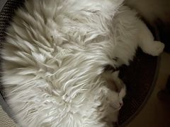-lincat·猫舍(广州店)