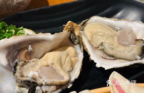 Premium Rushan Live Oysters