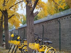 -三里屯东五街银杏大道