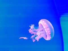 -福州罗源湾海洋世界旅游区