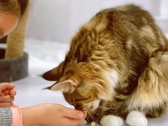 -COLOR PETS 撸猫馆·购猫·猫咖(长风大悦城店)