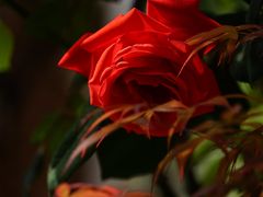 -铁山坪森林公园