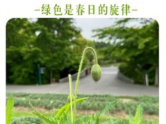 -花开海上生态园